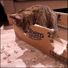 Cat Gif Crazy Naughty Cat Biting Eating And Destroying His Box Haha You Mad Cat Biting Cat Gif Funny Animal Pictures