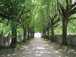 We did not find results for: How Street Trees Can Save Our Cities Open Case Studies