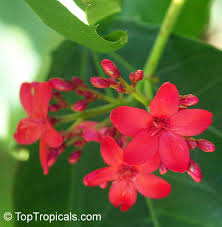 Image result for Jatropha scaposa