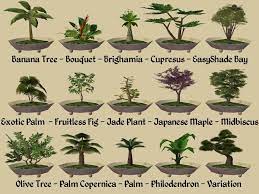 The japanese yew is widely used as an ornamental shrub, but it is poisonous. 15 New Bonsai Plants Trees To Plant Jade Plants