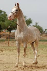 भारत का इतिहास (history of india). Marwari Horse Breed Information History Videos Pictures