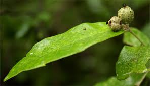 Image result for Croton pseudopulchellus