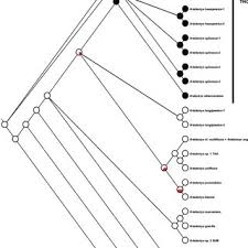 Image result for Artabotrys stolzii