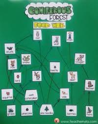 Energy pyramids what is an energy pyramid energy pyramid an energy pyramid is a graphical model of energy flow in a community. Coniferous Forest Food Chain Puzzles Coniferous Forest Food Web Activities Forest Food Chain