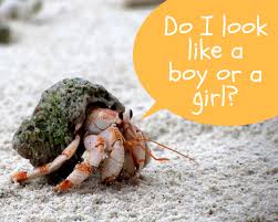 They cannot survive on land for far too long. 100 Great Ideas For Hermit Crab Names From Bubbles To Wave Pethelpful By Fellow Animal Lovers And Experts