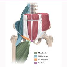 Biology diagrams,images,pictures of human anatomy and physiology. Four Musculoskeletal Structures Where Athletic Groin Pain May Occur Download Scientific Diagram