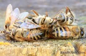 Birds Do It Bees Do It Lyrics Will The Extinction Of Bees Really Mean The End Of Humanity Bee Creatures Animals