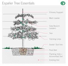 Fruit guild chart google search orchard info ginger. 12 Delicious Fruit Trees For The Bay Area Pacific Nurseries