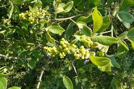 Image result for Searsia pentheri