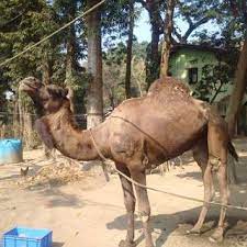 We have 1 answer for this clue, shown below. Camel Finds Home In Assam After Long Legal Battle The Hindu