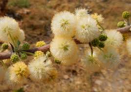 Image result for Acacia hebeclada