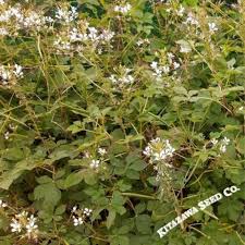Image result for Cleome gynandra