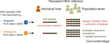 Chronic hepatitis delta virus (hdv) infection in hepatitis b virus carrier chimpanzees viral hepatitis and liver disease. Mutations In Hepatitis D Virus Allow It To Escape Detection By Cd8 T Cells And Evolve At The Population Level Gastroenterology
