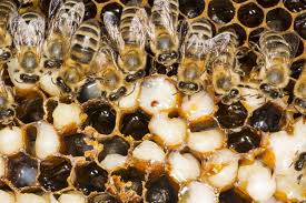 Varroamilbe Den Bienenfeind Erfolgreich Bekampfen Plantura Bienen Bienenhaltung Bienenbeute