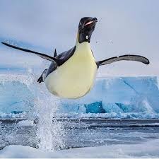 Birds That Look Like Penguins But Fly Pin Van Sam Cardenas Op Animals Pinguins Dieren Vogels