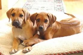 Image result for rhodéský ridgeback