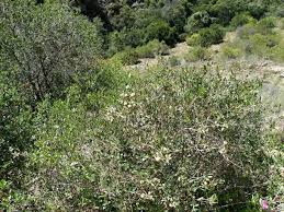 Image result for Diospyros dichrophylla