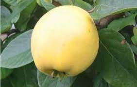 We've worked hard with our suppliers to make some rare and interesting trees available again. Unusual Fruit Trees You Can Grow In The Uk Direct Plants