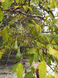 Image result for Schrebera trichoclada