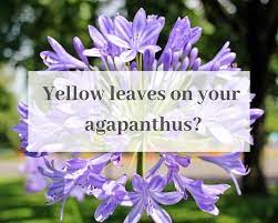 Check spelling or type a new query. 4 Causes Of Agapanthus Leaves Turning Yellow Gardenologist