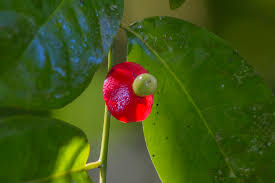 Image result for Heisteria