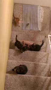 Check spelling or type a new query. This Litter Of Kittens Is Available For Adoption At Fridley Petco Petco Animal Rescue Kittens