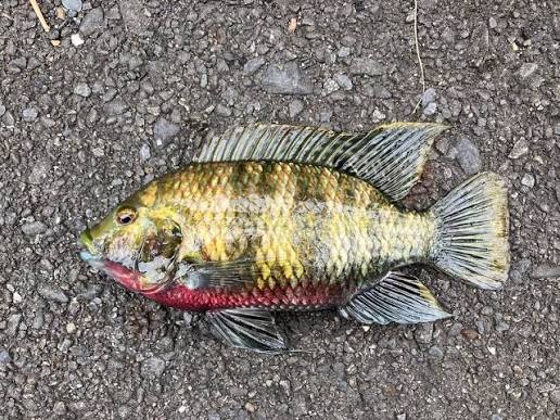 Redbelly Tilapia (Coptodon zillii) · iNaturalist