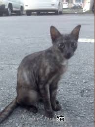 Cara menanam bawang merah yang benar sangat dianjurkan agar hasil panen yang didapat itulah sentra bubidaya bawang merah terbesar di indonesia. Kucing Utara Langkah Merawat Kucing Patah Tulang
