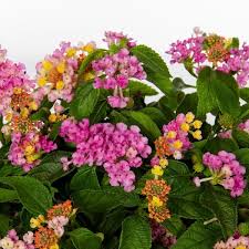 Image result for Lantana rugosa