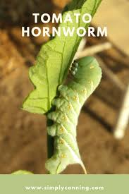 Left unchecked or caught too late, you can say goodbye to this season's crop. Tomato Worms