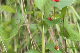 Image result for Cucumis maderaspatanus