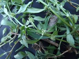 Image result for Spermacoce