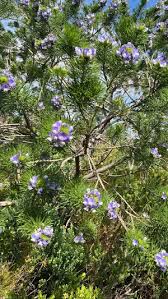 Image result for Psoralea arborea