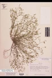 Image result for Brachystephanus