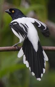 Black And White Bird With Long Orange Beak Black And White Magpie Incredible Pics Beautiful Birds Animals Birds