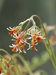 Image result for Tulbaghia alliacea