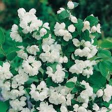 Immergruner Schneeball Lisa Rose In 2020 Garten Schluter Pflanzen Garten