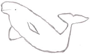 The animals are listed in alphabetical order. A Sketch Of A Beluga Whale Ocean Drawing Beluga Whale Art Instructions
