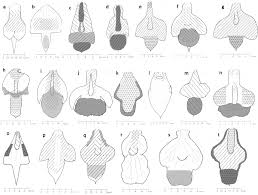 Image result for Polystachya woosnamii