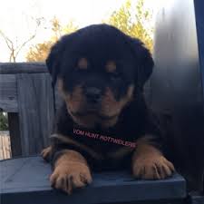 Nummer 1 marktplatz in deutschland! Rottweiler Breeder In Nc Rottweiler Puppies For Sale Vom Hunt Rottweilers