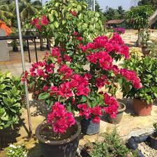 Tukang landscape taman pemilihan tanaman hias. Meriah Warna Bunga Kertas Laboo Landscapes Facebook