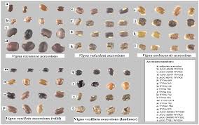 Image result for Vigna reticulata