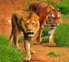 Pin By Liger On Tigers In 2020 Pet Tiger Lion Male Lion