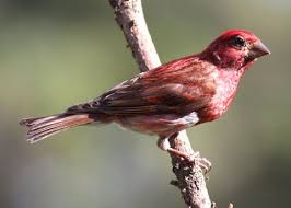 New Hampshire State Bird Purple Finch State Birds New Hampshire Bird