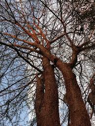 Image result for Acacia kirkii