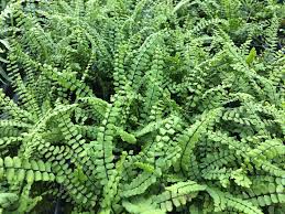 Image result for Asplenium variabile