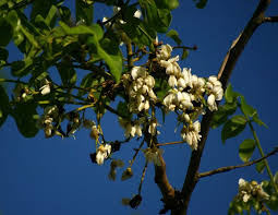 Image result for Xeroderris