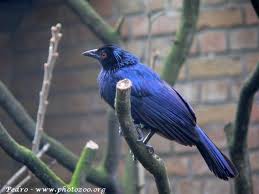 Image result for Manulea conferta