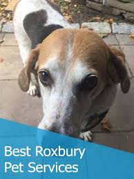 Your pet's best friend whenever you're away. Dog Walking Services In Roxbury Ma Paws To Consider