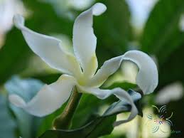 Image result for Tabernaemontana pachysiphon